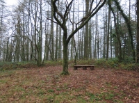 Young Oak tree in the centre of the camping/clearing area