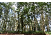 Large clearing within the woods surrounded by young broadleaves