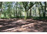 Looking into the woodland from the western boundary