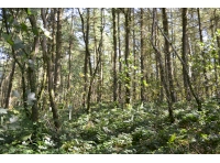Views out of the woodland from the western edge