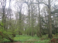 Hampton Wood - SOLD