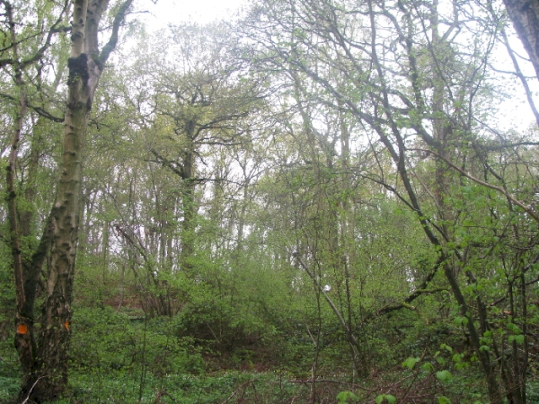 Hampton Wood