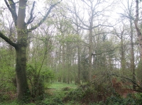 View towards the western part of the wood