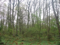 Area of mature oak trees