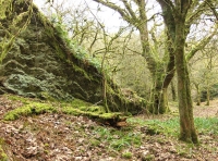 Hen Allt - Old Wood - SOLD