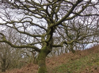 Hen Allt - Old Wood - SOLD photo 2
