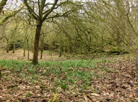 Hen Allt - Old Wood - SOLD photo 4