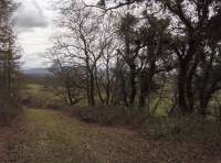 Hen Allt - Old Wood - SOLD photo 5