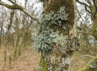 Hen Allt - Old Wood - SOLD photo 6
