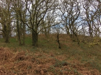Hen Allt - Old Wood - SOLD photo 7