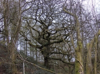 Hen Allt - Old Wood - SOLD photo 9