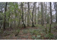 Good mix of broadleaves and old coppice