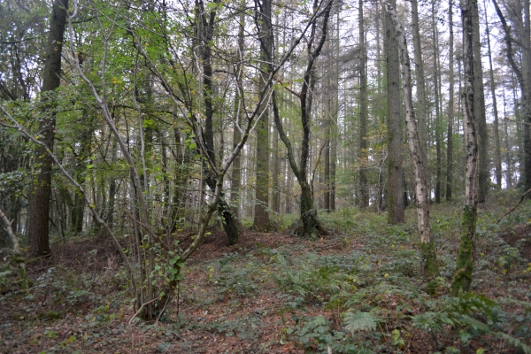 Holgan Wood
