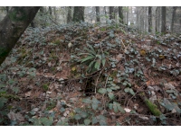 Signs of Badger sets in the earth boundary