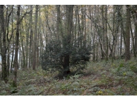 View through the woodland