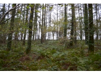 Sloping section looking towards the back of the woodland