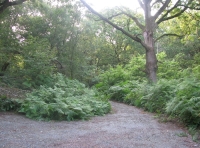 Kivernoll Wood