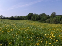Maes-teg - Fair Meadow photo 3