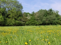 Maes-teg - Fair Meadow photo 4