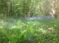 Olway Spring
