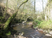 Otter Wood