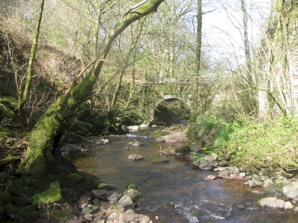 Otter Wood