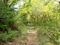 main woodland track