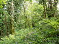 looking up into the first part of the woodland
