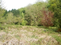 meadow  area across the river