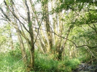 river Crychiau
