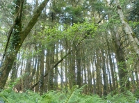 bluebells in the conifer area