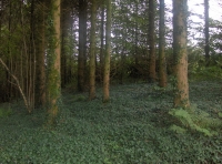 Penycoed - SOLD photo 4