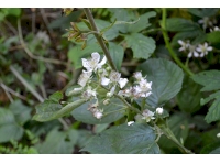 Bramble