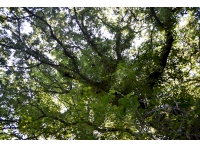 One of a few impressive old oak trees placed along the southern boundary