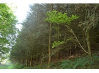 Looking up the bank from the ride stop entrance into the Douglas fir