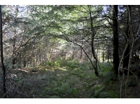 Flat open area along the upper track surrounded by ferns and young saplings