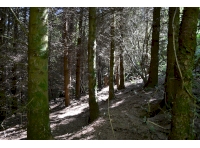 View through the dense conifer making up the western half of the woodland