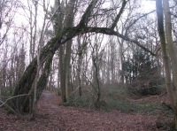 Ridge Hill Wood - SOLD