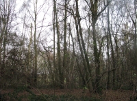 Looking into the wood