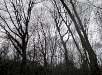 Mature broadleaf trees