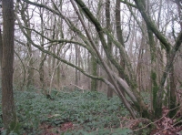 Area of coppice