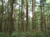 Tal Coed  - Hill Brow Wood - SOLD