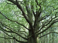 Tal Coed  - Hill Brow Wood - SOLD photo 2