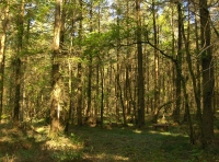 Tal Coed  - Hill Brow Wood - SOLD photo 4