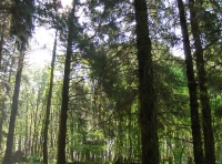 Tal Coed  - Hill Brow Wood - SOLD photo 5