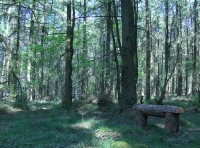 Tal Coed  - Hill Brow Wood - SOLD photo 6