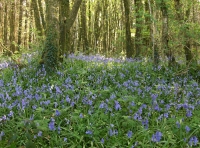 Tal Coed  - Hill Brow Wood - SOLD photo 7