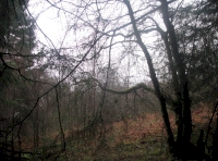 Tellen Wood - SOLD