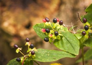 Deadly nightshade (Atropa belladonna)