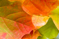 Changing Colours – Why do leaves change colour in the autumn?